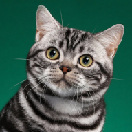 开心招财猫红包版